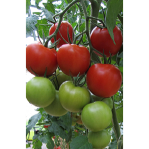 POMIDORŲ DAIGAI FLORENZIA F1