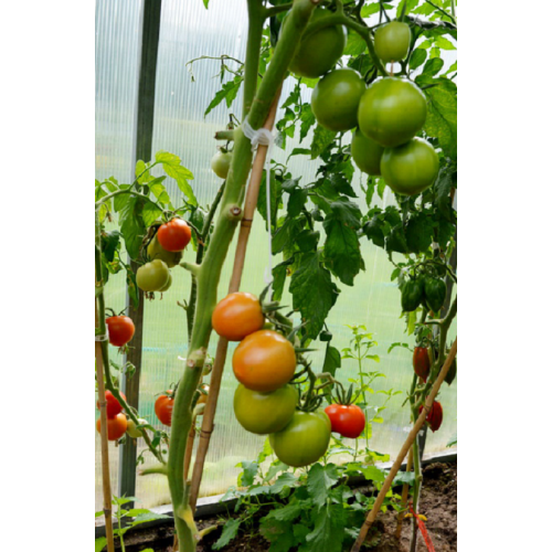 POMIDORŲ DAIGAI TOLSTOI F1