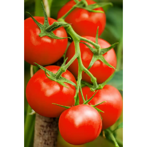 POMIDORŲ DAIGAI FRANZI F1