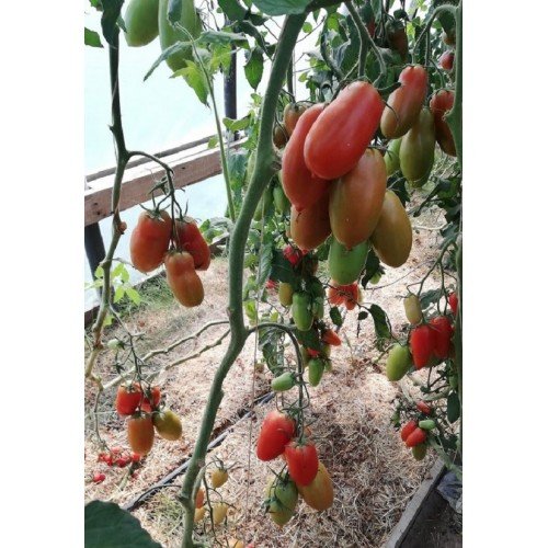 POMIDORŲ DAIGAI GIULIETTA F1