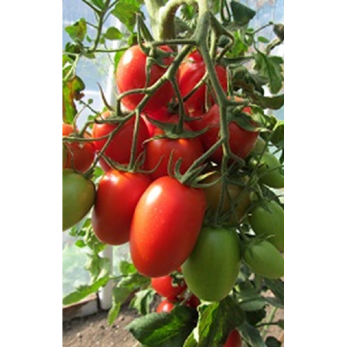 POMIDORŲ DAIGAI COLIBRI F1