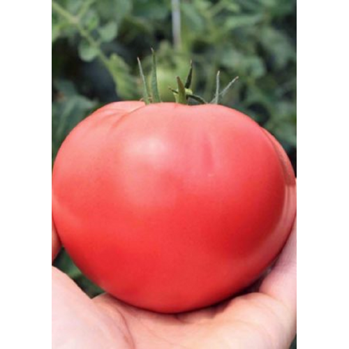 POMIDORŲ DAIGAI FATIMA F1