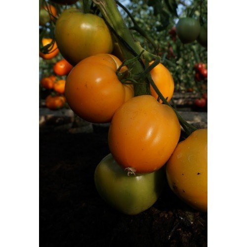 POMIDORŲ DAIGAI OXHEART...