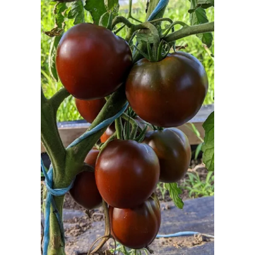 POMIDORŲ DAIGAI BLACK PRINCE