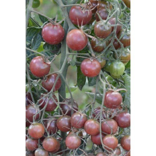 POMIDORŲ DAIGAI BLACK CHERRY