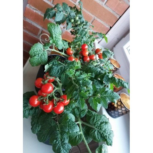 POMIDORŲ DAIGAI BALCONI RED F1