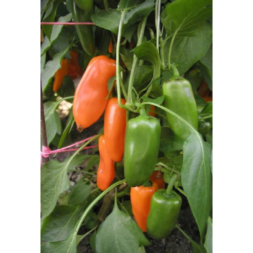 PAPRIKŲ DAIGAI  HAMIK