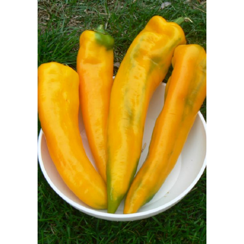 PAPRIKŲ DAIGAI  ORNELA