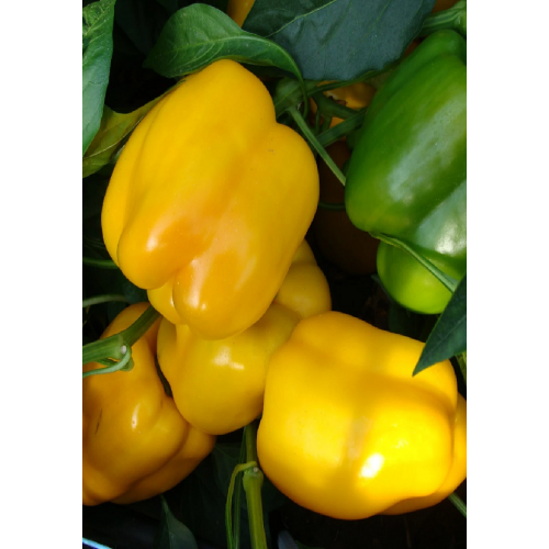 PAPRIKŲ DAIGAI GARNET F1