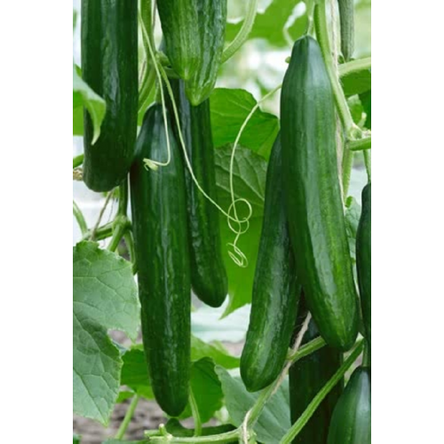 ILGAVAISIŲ AGURKŲ DAIGAI...