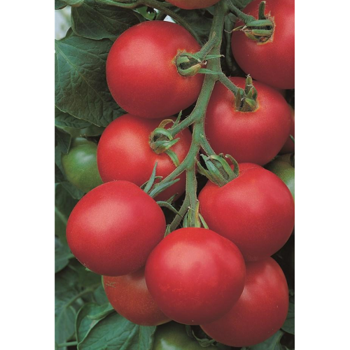 POMIDORŲ DAIGAI GIOTTO F1