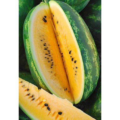 ARBŪZŲ DAIGAI HONEEY F1