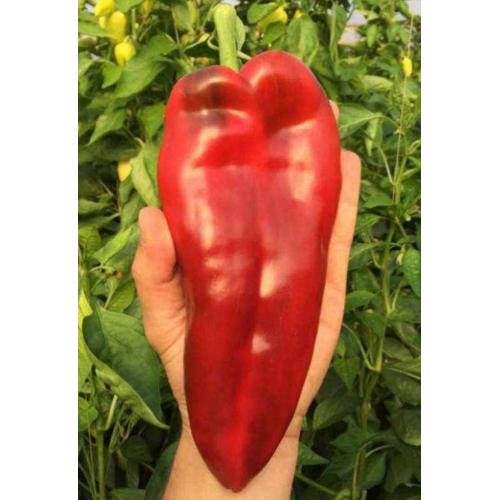 PAPRIKŲ DAIGAI EUGENIA F1