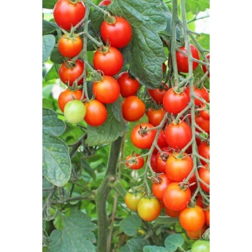 POMIDORŲ DAIGAI TWITTER F1