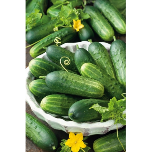 TRUMPAVAISIŲ AGURKŲ DAIGAI...