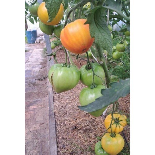 POMIDORŲ DAIGAI GOURMANSUN F1