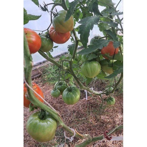 POMIDORŲ DAIGAI GOURMANDIA F1