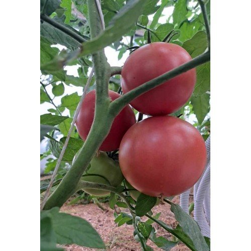 POMIDORŲ DAIGAI MAMA ROSA F1