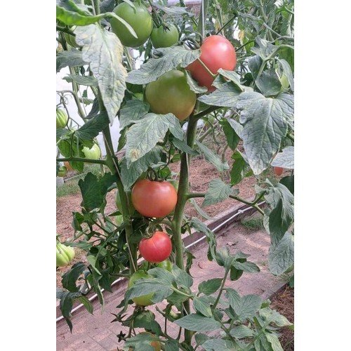 POMIDORŲ DAIGAI FENDA F1