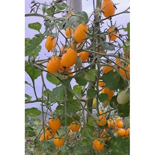 POMIDORŲ DAIGAI ILDI