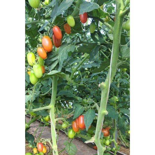 POMIDORŲ DAIGAI PANDORINO F1