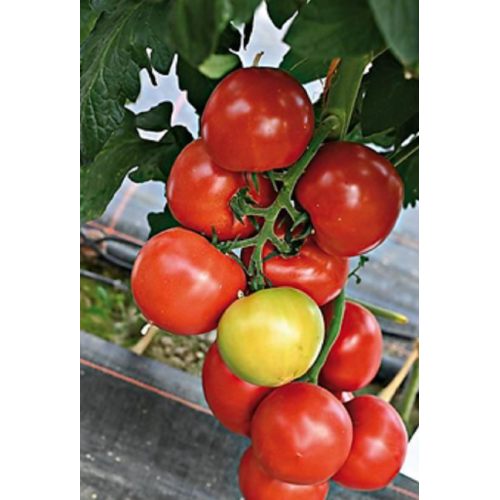 POMIDORŲ DAIGAI FANTASIO F1