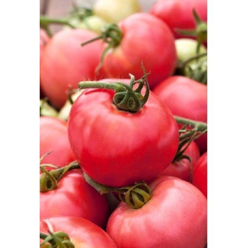 POMIDORŲ DAIGAI ROSALINA...