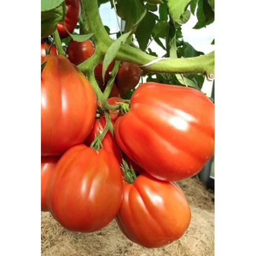 POMIDORŲ DAIGAI SILVANO F1