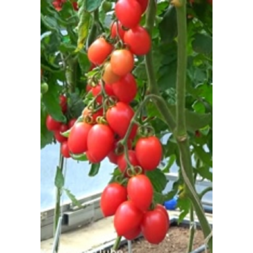 POMIDORŲ DAIGAI PRINCIPE...