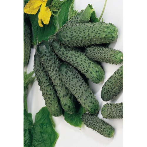 TRUMPAVAISIŲ AGURKŲ DAIGAI...