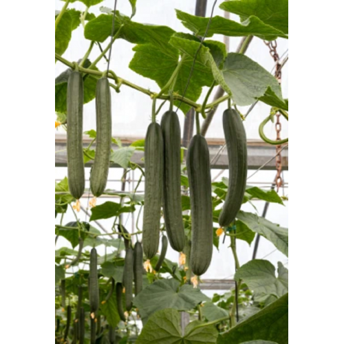 ILGAVAISIŲ AGURKŲ DAIGAI...