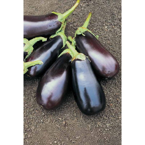 BAKLAŽANŲ DAIGAI CLASSIC F1