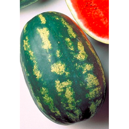 ARBŪZŲ DAIGAI SENTINEL F1