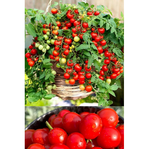 POMIDORŲ DAIGAI TOMFALL