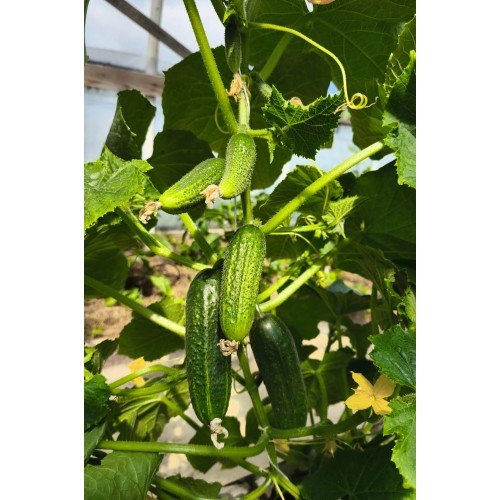 TRUMPAVAISIŲ AGURKŲ DAIGAI...