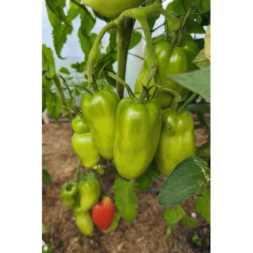 POMIDORŲ DAIGAI HUGO