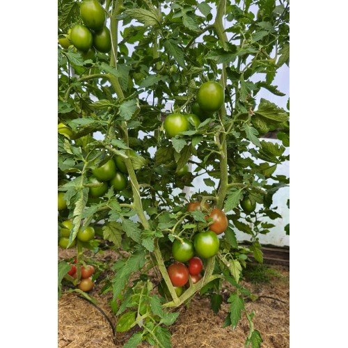 POMIDORŲ DAIGAI MORETTO F1