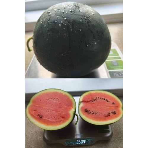 ARBŪZŲ DAIGAI SUGAR BABY