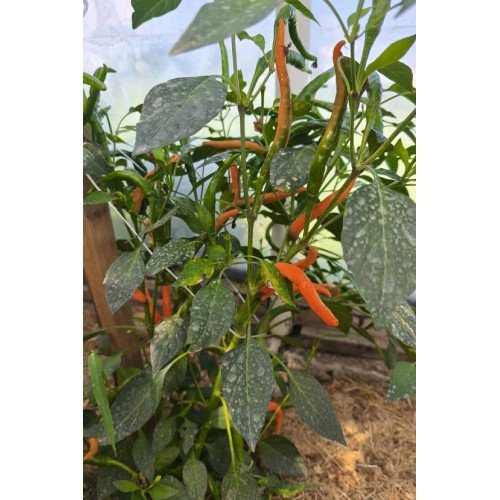 PAPRIKŲ DAIGAI KYLIAN